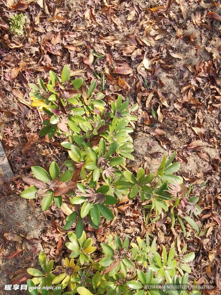 地面上的绿植与枯叶