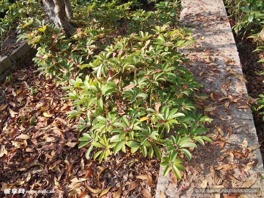 小径旁的绿植与落叶