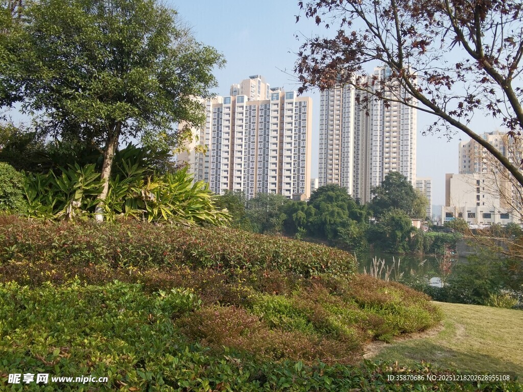 城市边的绿植与高楼景观