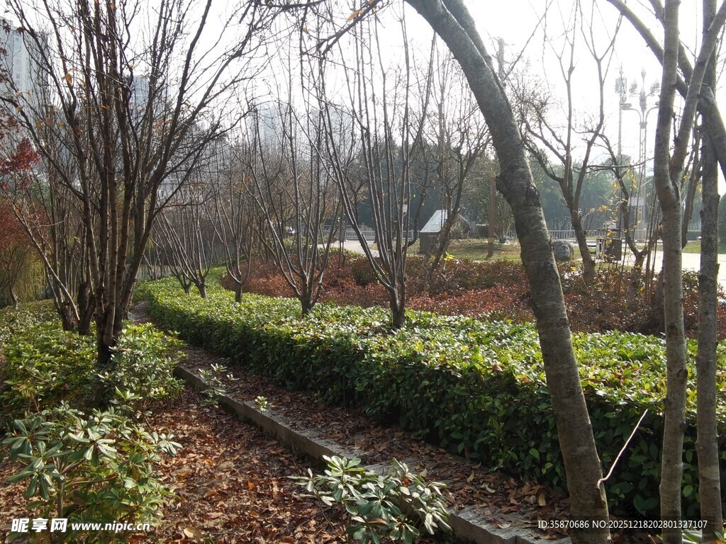 冬日郊野林间小道景象