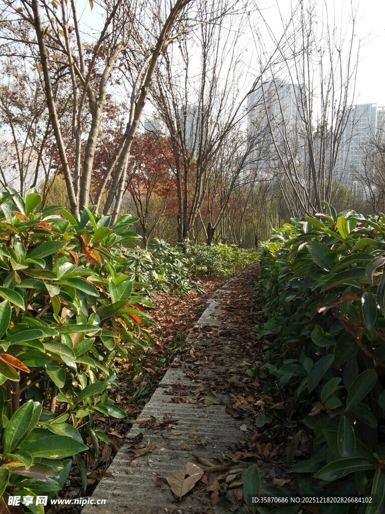 秋日小径旁的绿植景观