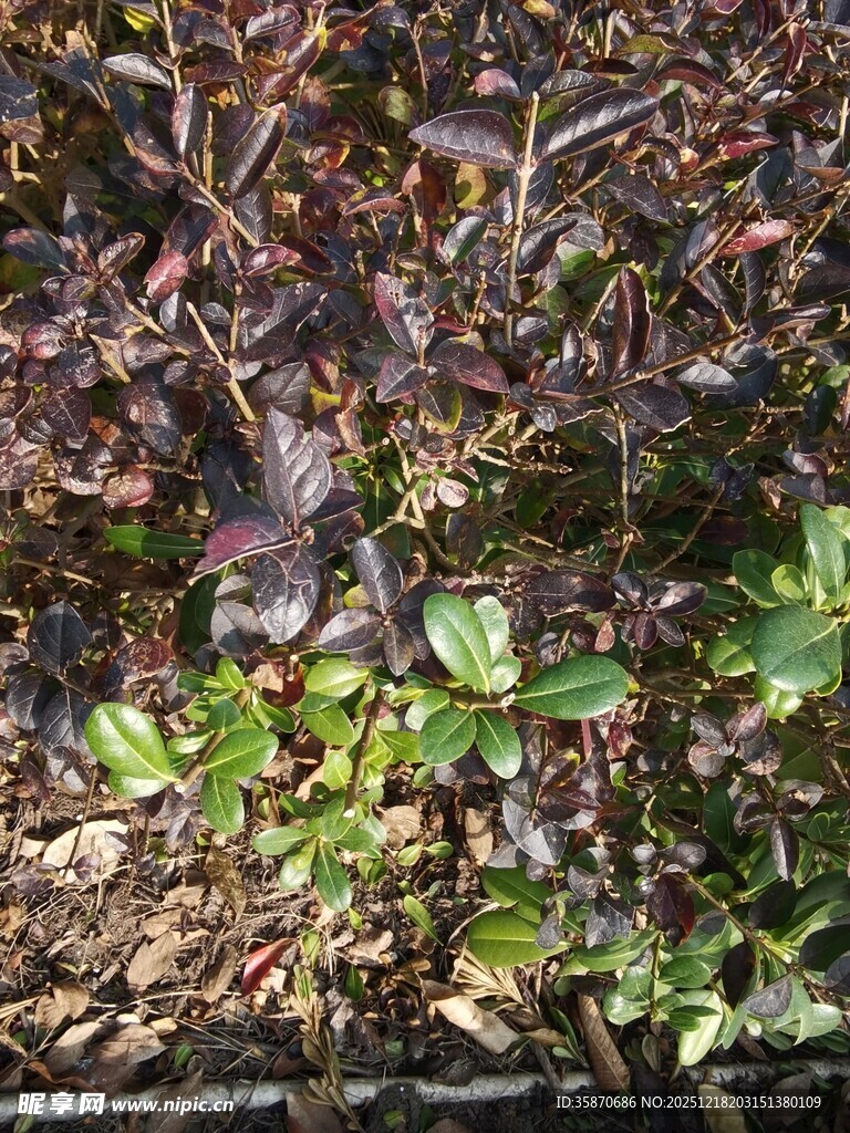 地面上的多样植物