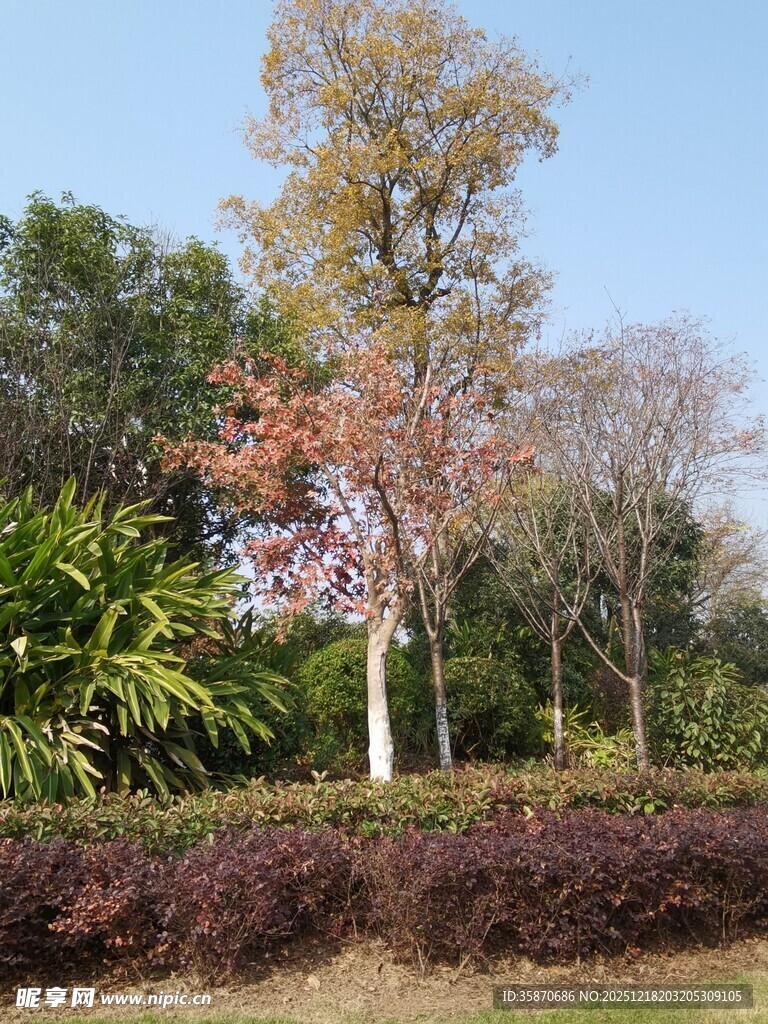 秋日公园多彩树木景观