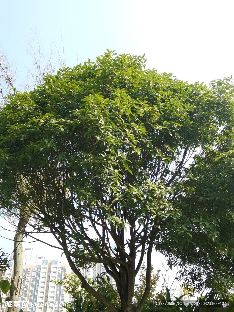 城市中茂盛的绿树