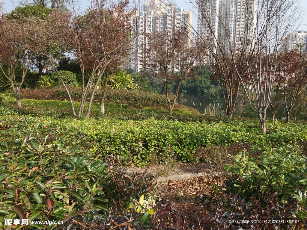 城市中的绿植景观