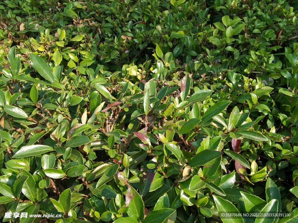 茂密绿植景观