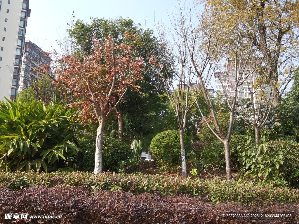 城市公园中的多彩树木景观