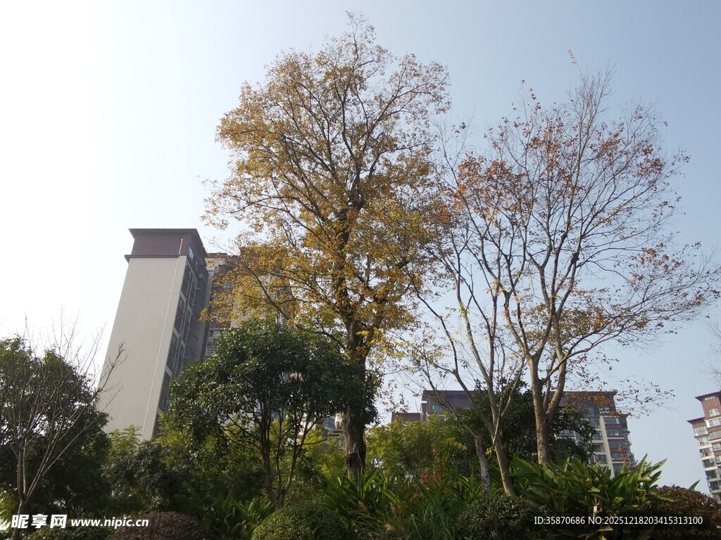 城市中的树木与高楼景观