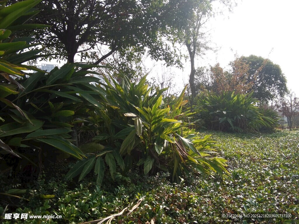 阳光照耀下的繁茂植物