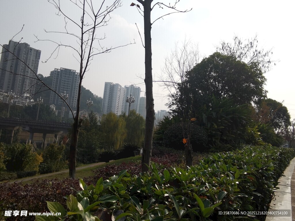 城市中的林荫步道景观