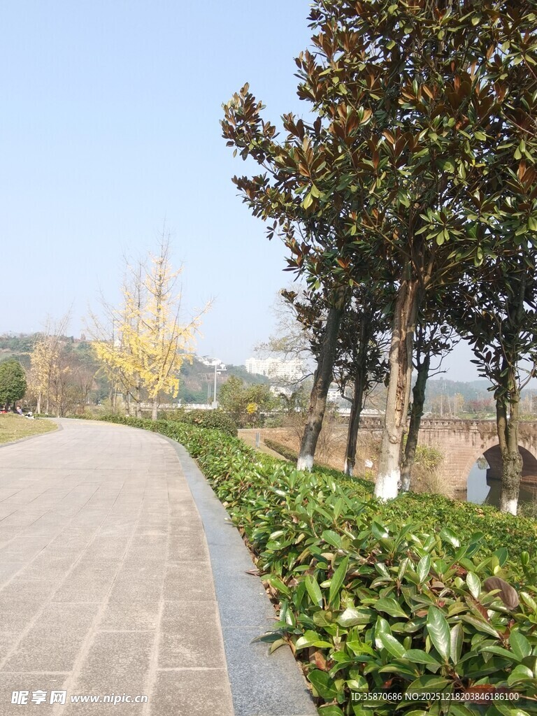 秋日林荫小道风景