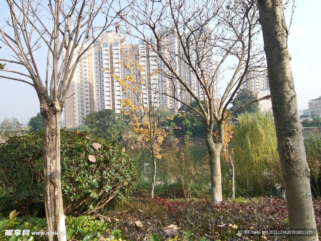 城市公园冬日树木景观