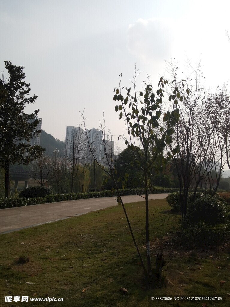 城市公园中的宁静景致