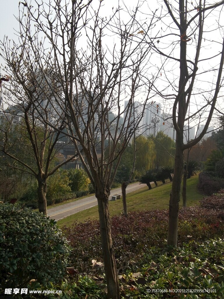 城市公园冬日萧瑟景致