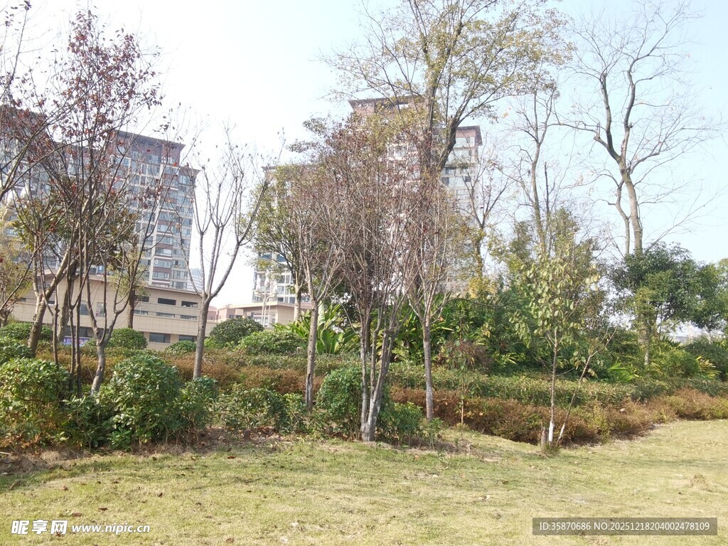 户外公园草地树木景致