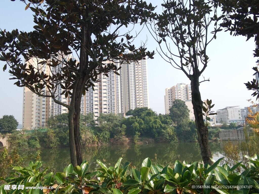城市湖畔绿树景观