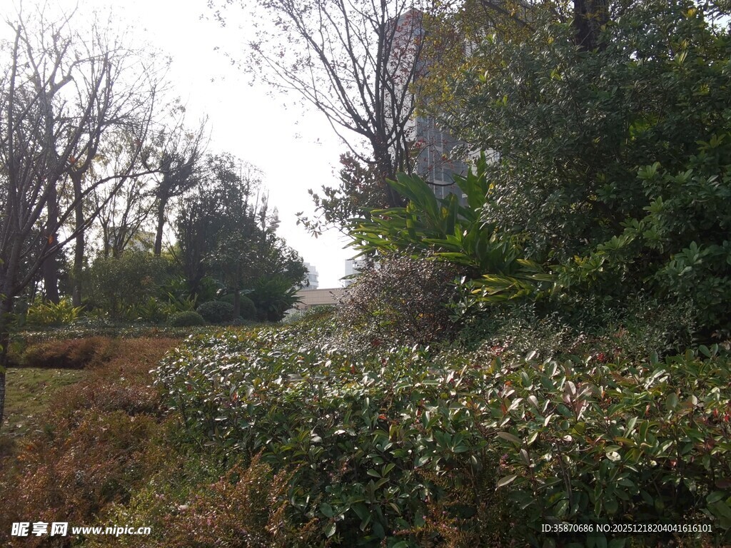 秋日郊野绿植景观