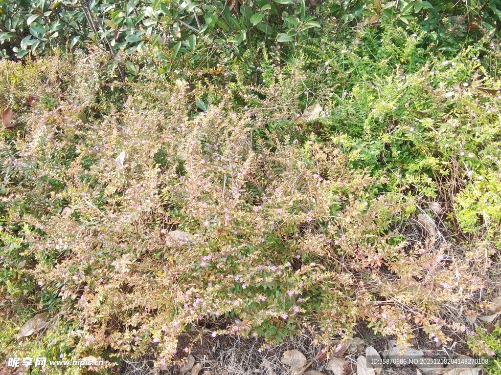 野外枯黄与翠绿交织的植物