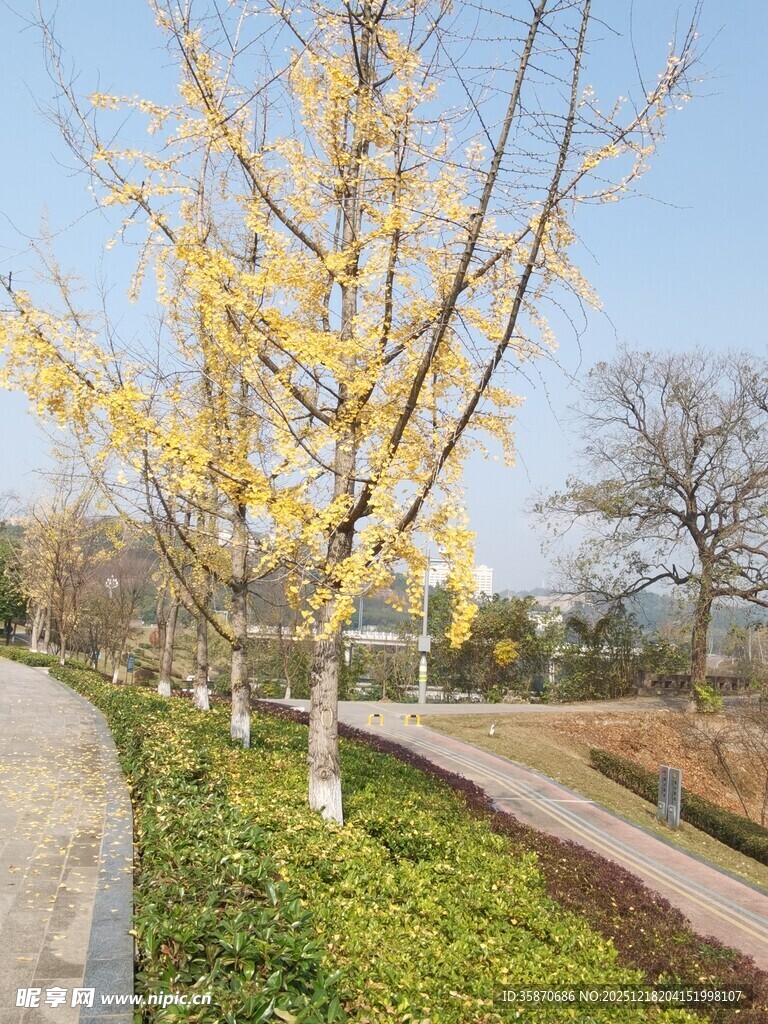 秋日银杏小道美景