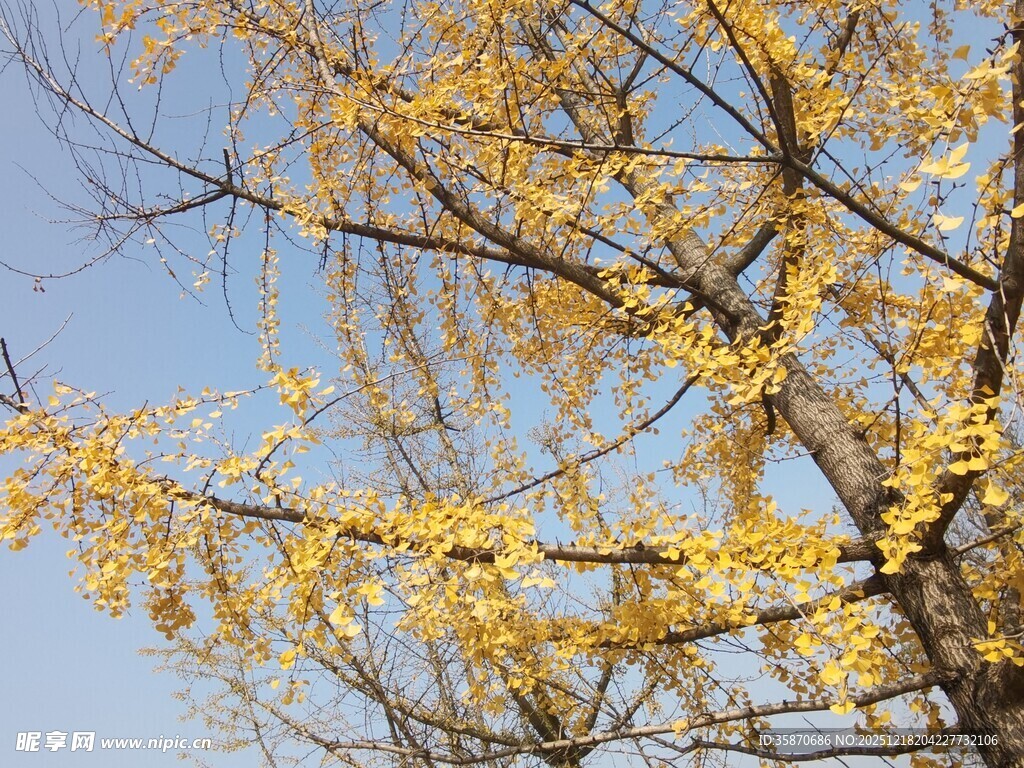 金黄银杏树枝映蓝天