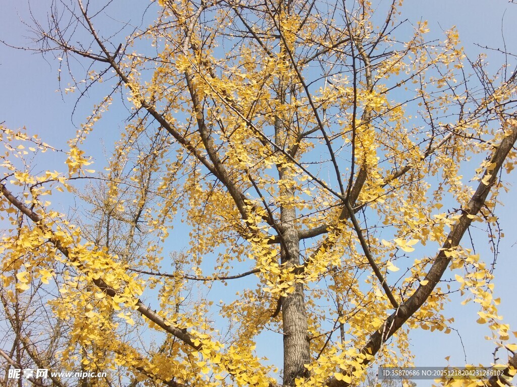 秋日金黄银杏树