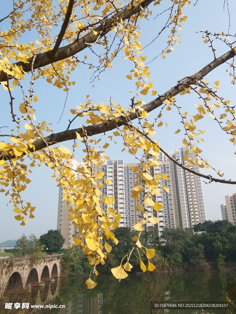 秋日银杏下的桥与城市景