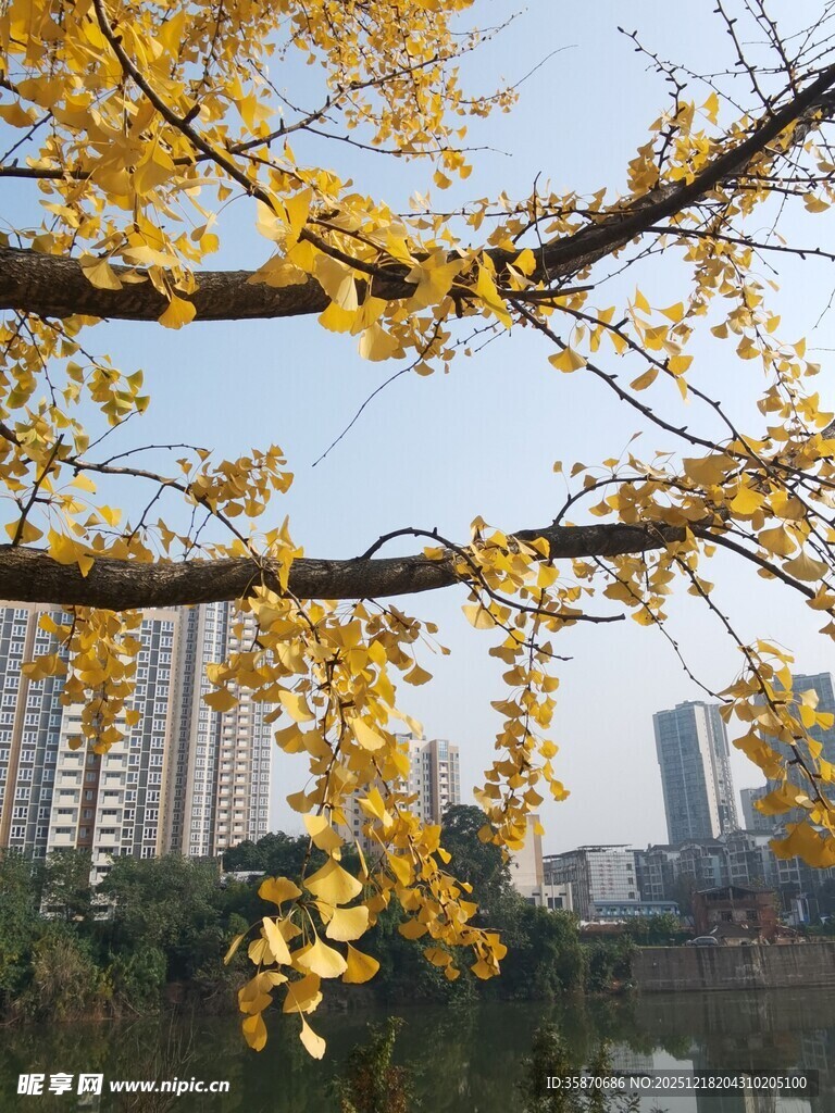 秋日银杏与城市景观