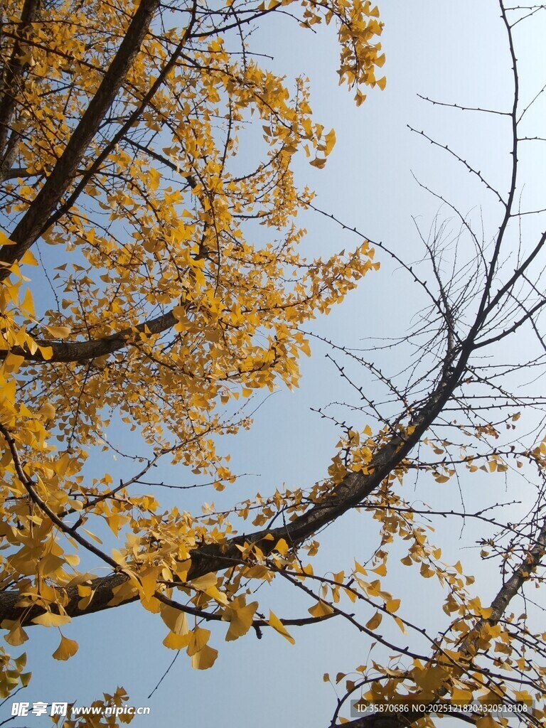 秋日银杏树枝映蓝天