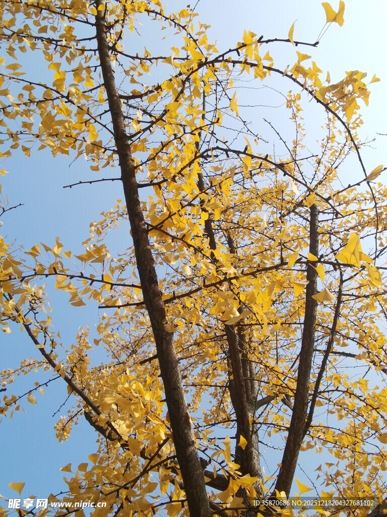 秋日银杏树枝映蓝天