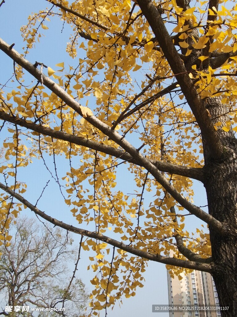 秋日银杏树枝与蓝天