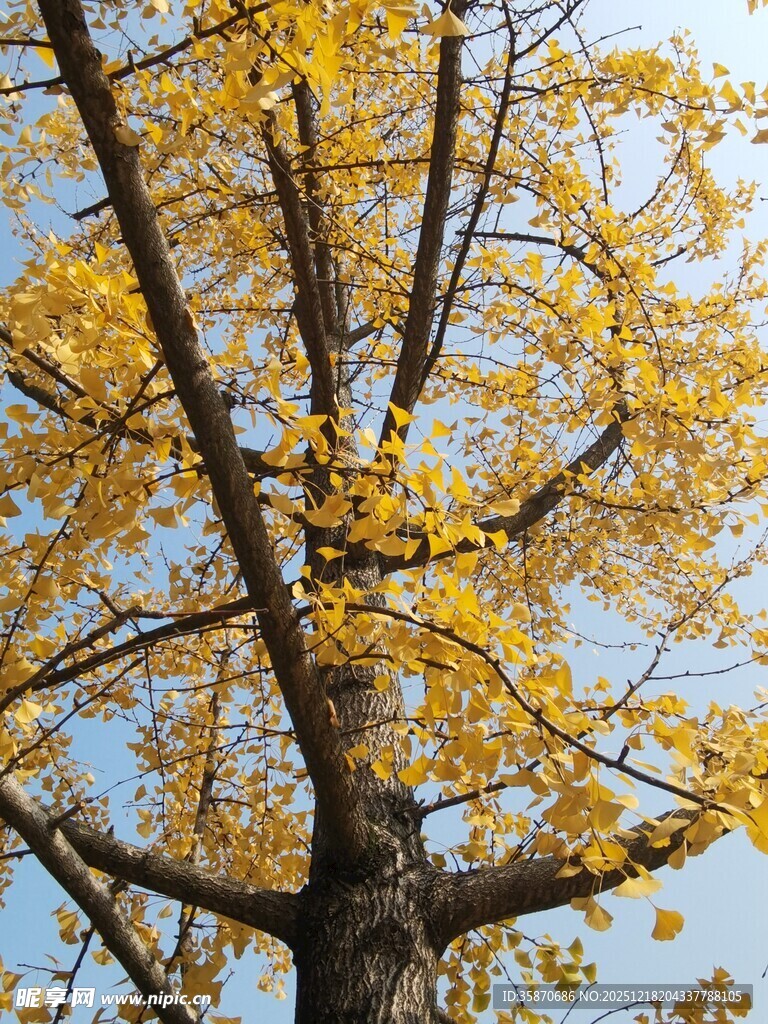 秋日银杏满树金黄