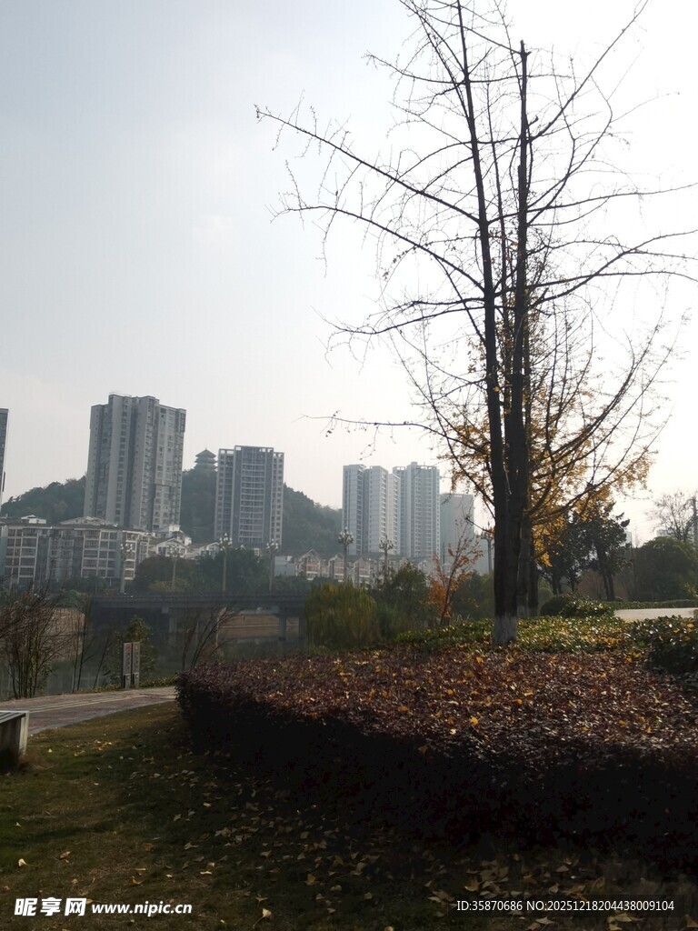 城市中萧瑟的树木景观