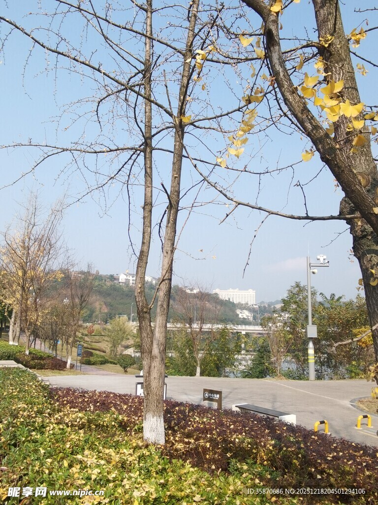 秋日公园树木与远景