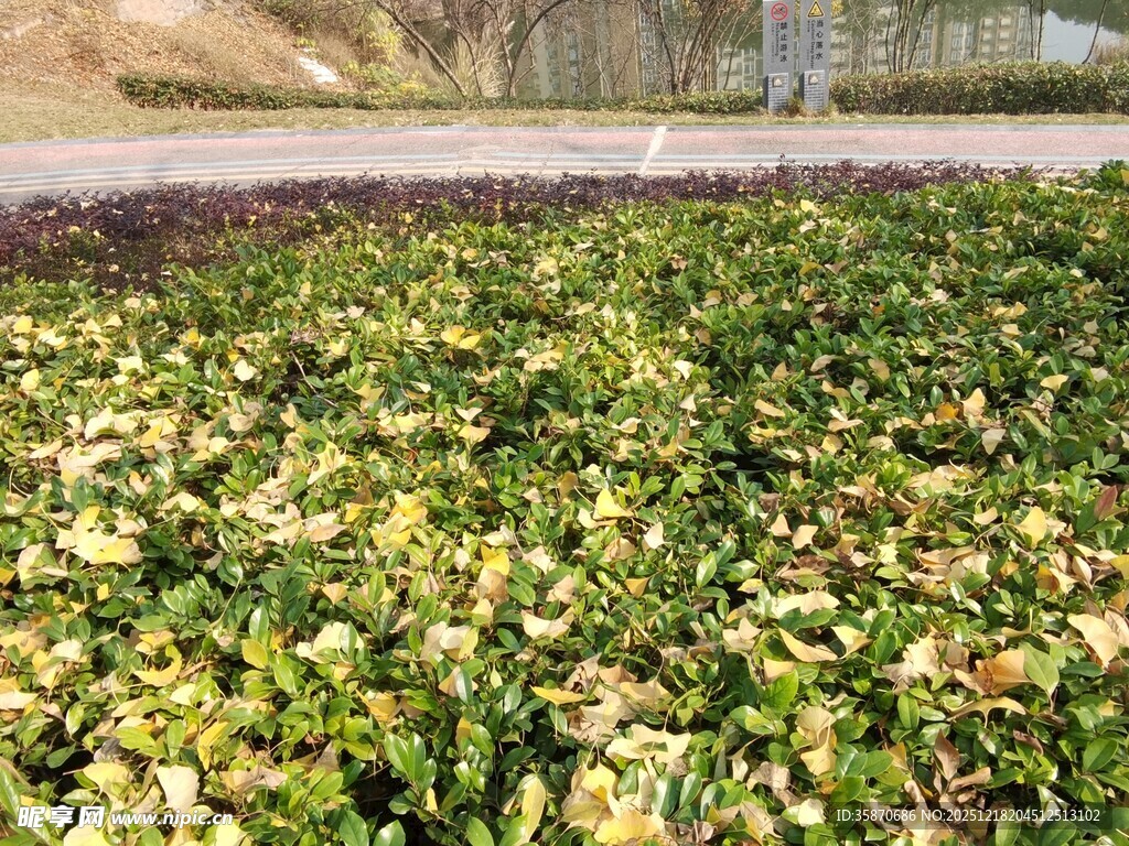 地面铺满多彩落叶景观