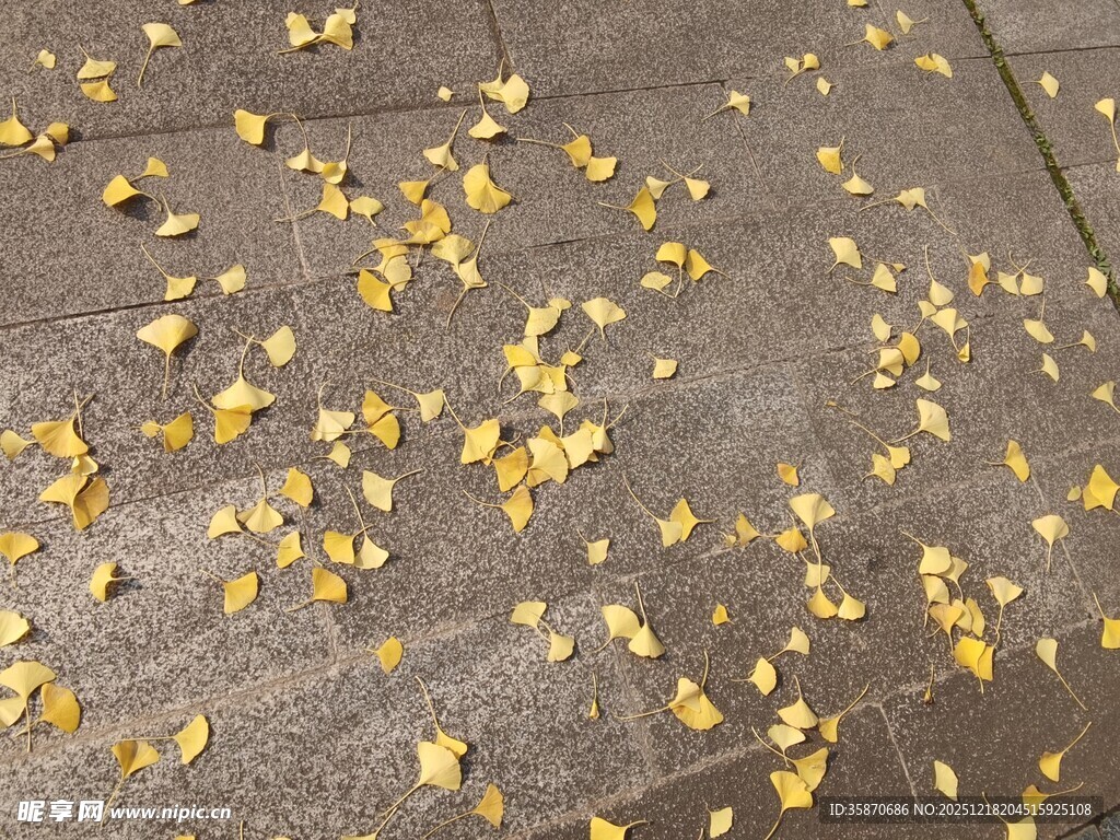 地面散落的黄色花瓣