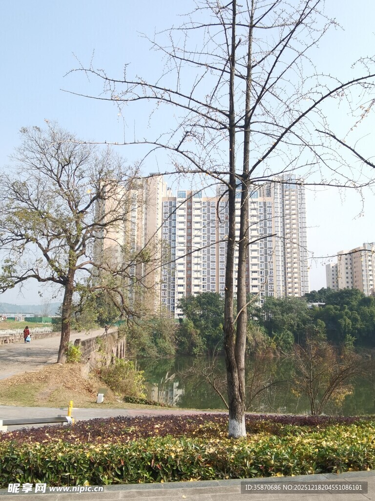 城市景观中的树木与高楼