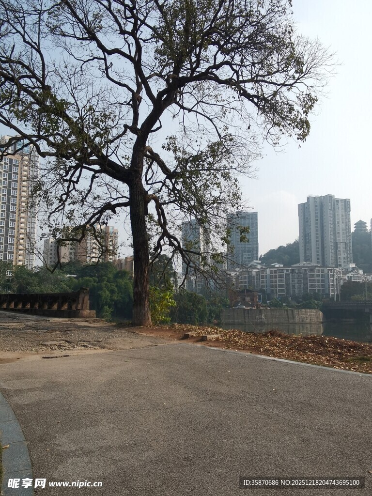 城市中孤独的老树