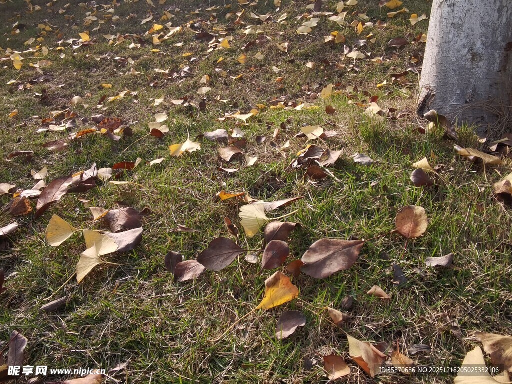 地面落叶与树干景象