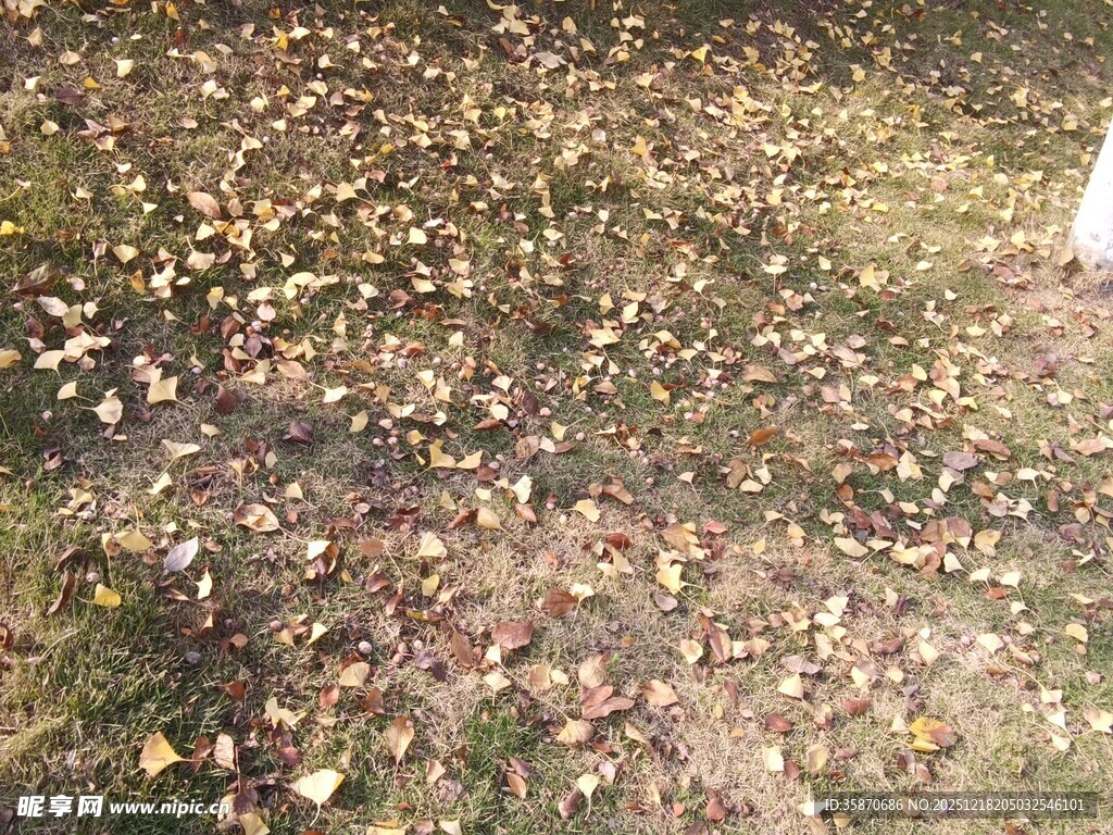 地面散落的多彩落叶