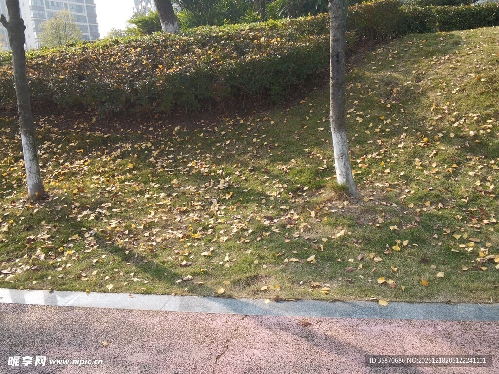 秋日草地旁的树木景象