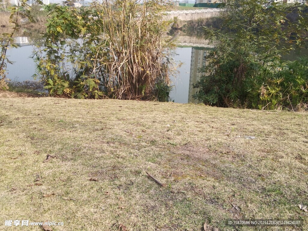 户外草地旁的绿植景观