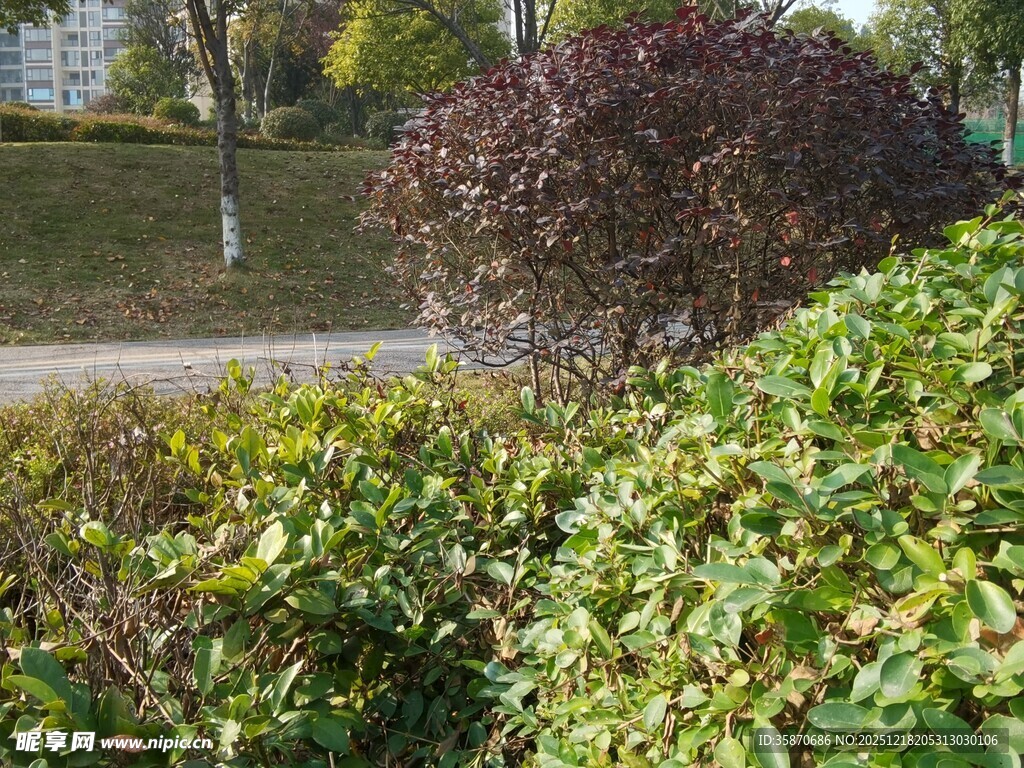 户外多彩灌木丛景观