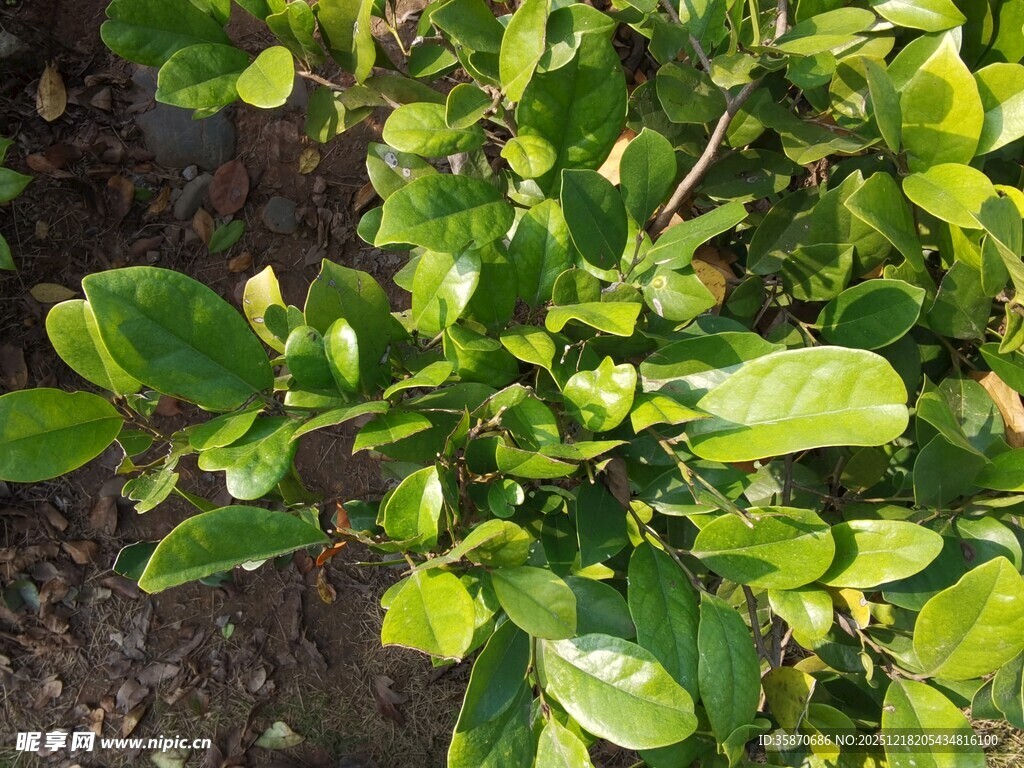 翠绿生机的叶片植物