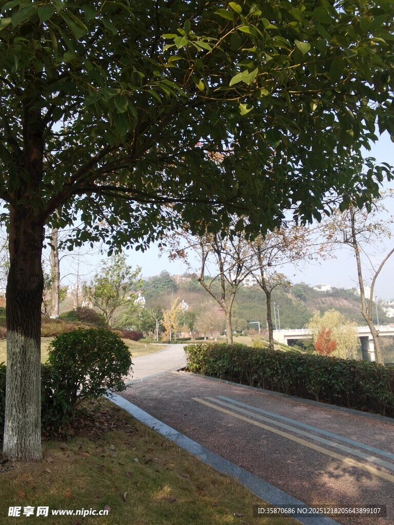 林荫小道静谧的户外景致