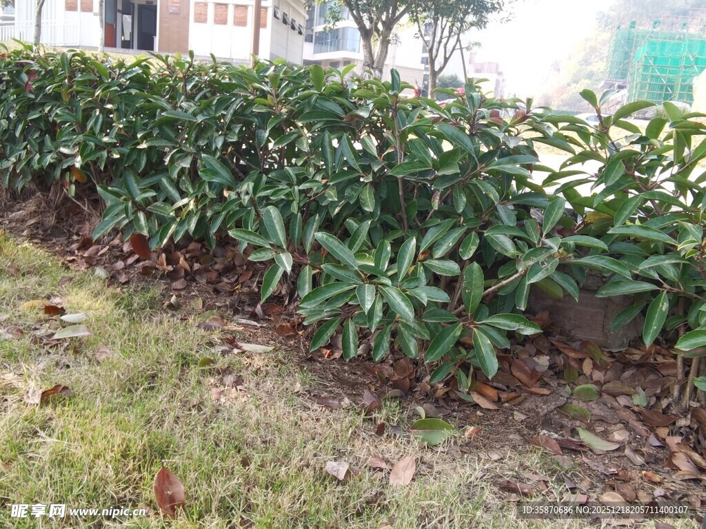 路边整齐的绿色灌木丛