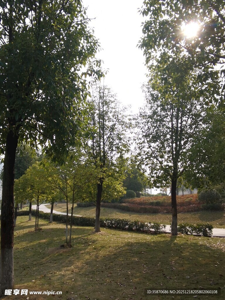 林间河畔的静谧风光