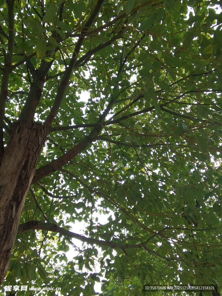 仰视繁茂大树枝叶