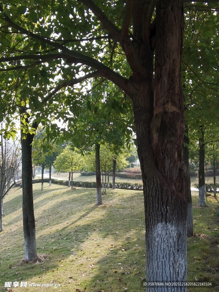 秋日公园林荫美景