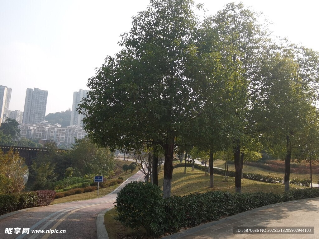 城市公园绿树成荫景致