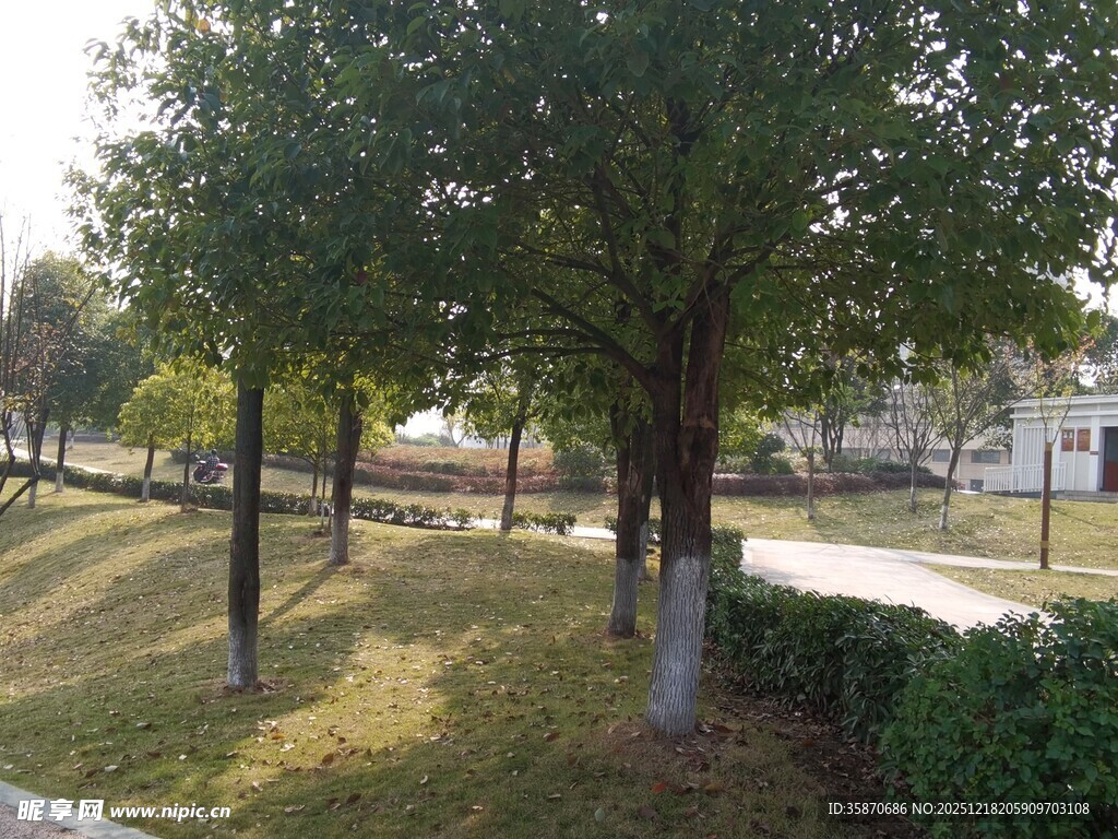 公园林荫道风景